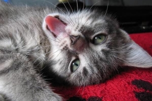 Hur man leker med din katt utan leksaker