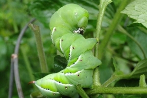 Hur man förhindrar hornmask från att attackera tomatplantor