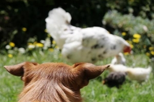 Hur man förhindrar att min hund attackerar höns