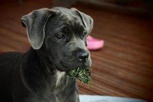 Hur man förhindrar att min hund äter skräp