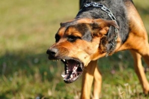 Hur man förhindrar rabies hos hundar
