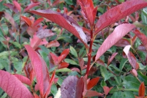 Hur man beskär en photinia red robin