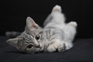 Hur man uppfostrar en kattunge