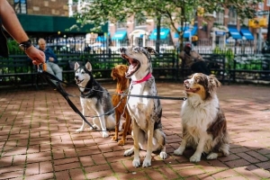 Hur man startar ett hundpromenadföretag