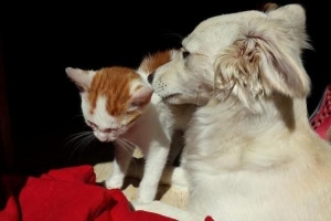 Hur man stoppar en hund som attackerar en katt