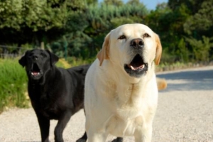 Hur man stoppar en hund som skäller på brevbäraren