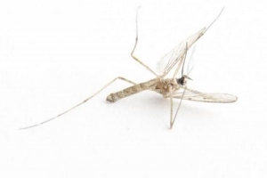 Hur man hindrar insekter från att komma in i ditt hem