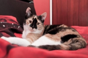 Hur man hindrar min katt från att hoppa på min säng