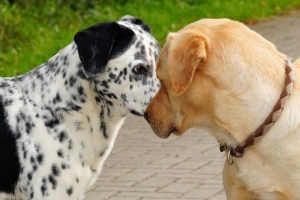 Hur man stoppar min hund att attackera andra hundar