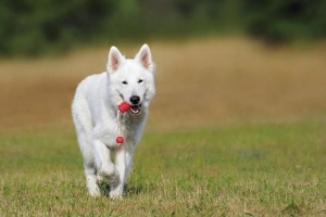 Hur man hindrar min hund från att springa iväg när den är kopplad