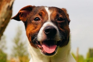 Hur man hindrar min hund från att skrapa dörrar