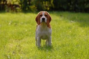 Hur man hindrar min hund från att fälla så mycket hår