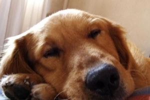 Hur man stoppar min hund att hoppa på möbler