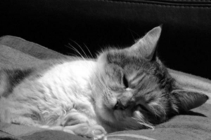 Hur man tar hand om en katt efter att ha blivit steriliserad eller kastrerad