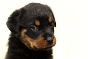 Hur man tar hand om en rottweiler