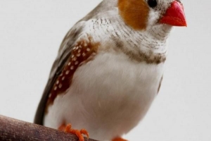 Hur man tar hand om en zebra finch