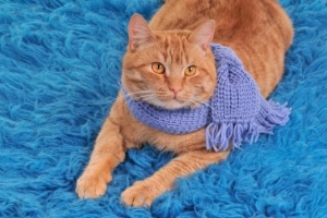 Hur man tar hand om katten på vintern