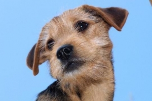 Hur man lär en hund att lära sig dess namn