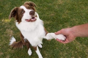 Hur man lär en hund att skaka en tass