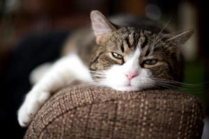 Hur man lär min katt att inte hoppa i soffan