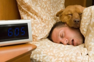 Hur du lär din hund att inte hoppa på sängen