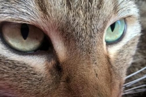 Hur man berättar om en katt har grå starr