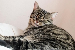 Hur man berättar om en katt har njursvikt