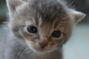 Hur man berättar om en katt är hane eller hona