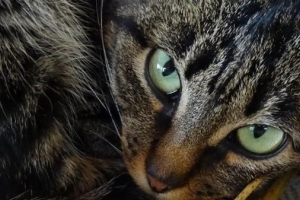 Hur man berättar om min katt har anemi