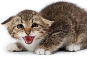 Hur man berättar om min katt har ångest