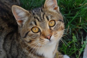 Hur man vet om min katt har parasiter