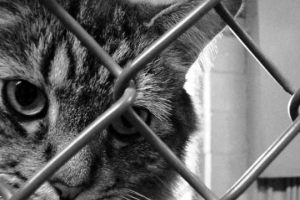 Hur man berättar om min katt har rabies