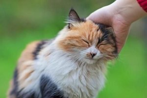 Hur man berättar om min katt har fästingar