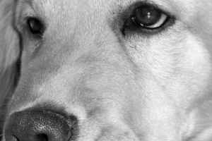 Hur man berättar om min hund har skabb