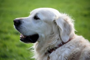 Hur man berättar om min hund är i förlossning
