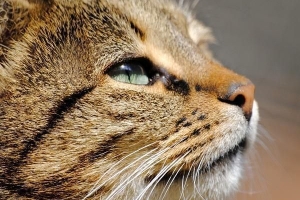 Hur man berättar om din katt är sjuk