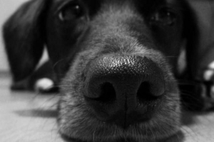 Hur man berättar om din hund har feber