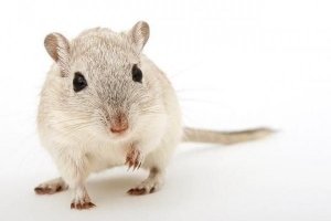 Hur man berättar om din hamster har kvalster