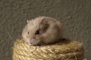 Hur man berättar om din hamster är kall