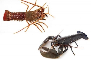 Hur man berättar skillnaden mellan kräftor och hummer