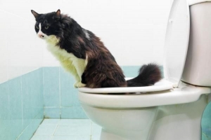 Hur man toaletttränar en katt