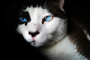 Hur man tränar en katt - grundläggande domesticeringstrick