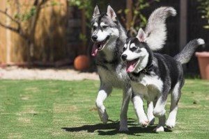 Hur man tränar en husky