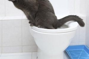 Hur du tränar din katt att använda toaletten