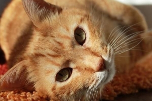 Hur man behandlar en katt med kattaids