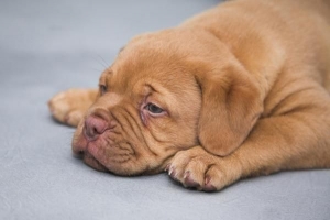 Hur man behandlar en hund med epilepsi