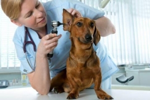 Hur man behandlar öroninflammation hos hund eller öroninfektion