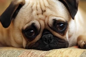 Hur man behandlar hundparvovirus