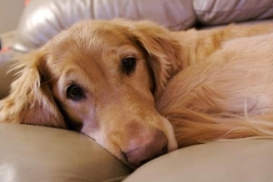 Hur man behandlar hund pyometra