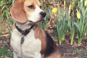Hur man förstår vad din hund säger